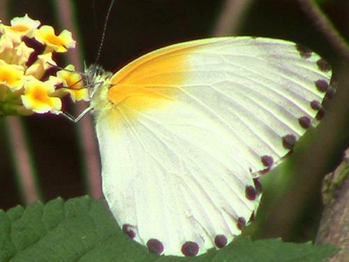 The common dotted border (male) conspicuously present in our data at Atewa.