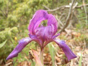 Iris aphylla.
