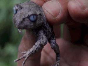 Leptobrachium bompu.