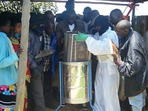 Practical training on improving honey quality.