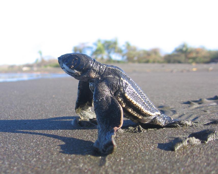 Leatherback hatching.