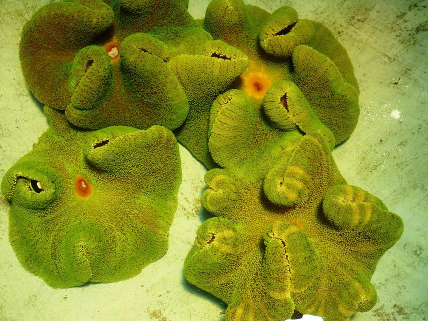 Sea anemone.