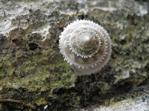 Priotrocahtella.