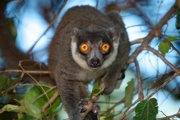 Lemur.