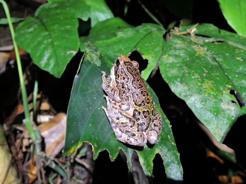 Chaperina fusca-marpunge.