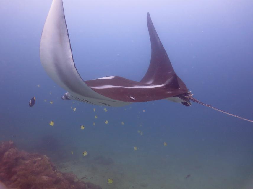 Manta ray with acoutic tag.