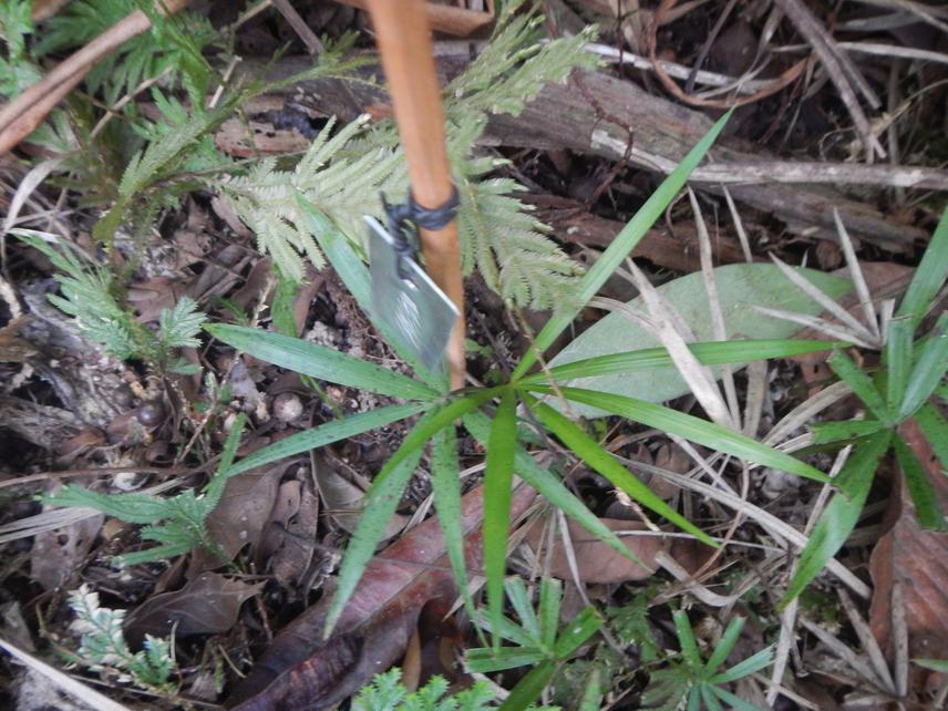 Plantulas marcacao.