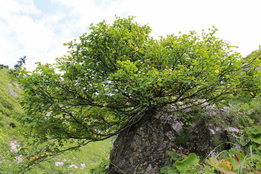 Fine specimen of Betula megrelica on the north face of Mt Migaria.