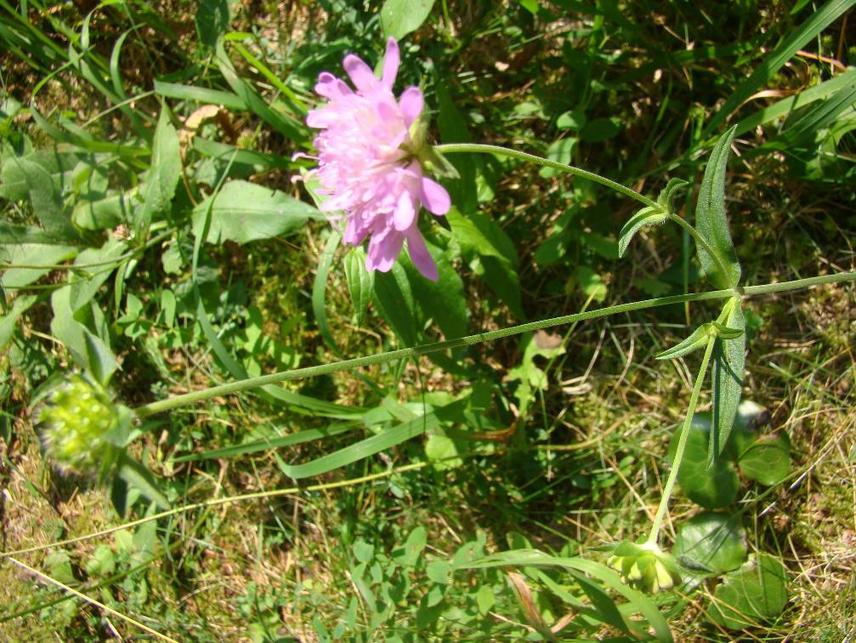 15899-2Knautia sarajevensis.JPG