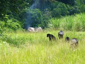 Kasongoire males travelling on the forest edge, near cane guard hut.
