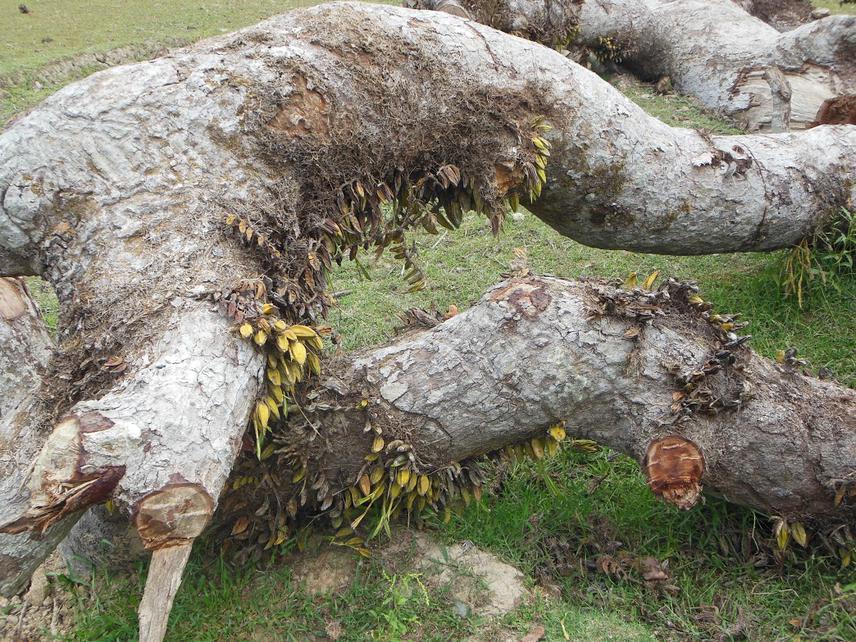 D.turbinatus falling also destroy associated orchid flora.