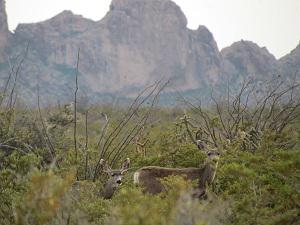 Female mule deer and her fawn.