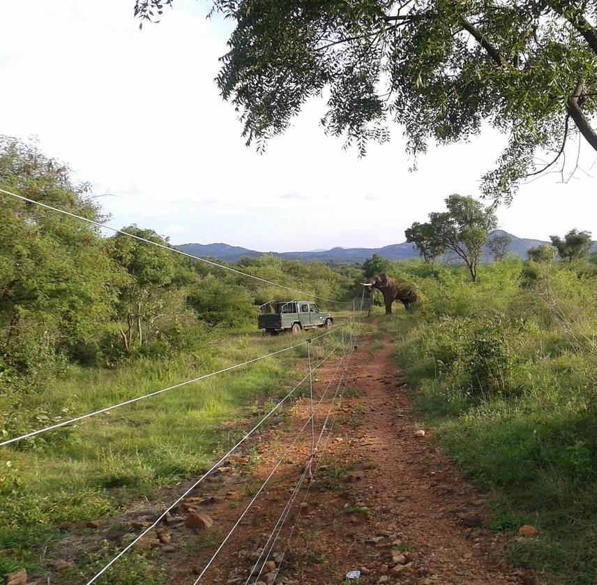 Observing elephants on field.