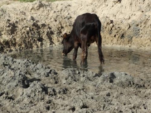 Cows drinking water in the Salinas before the construction of drinking trough.