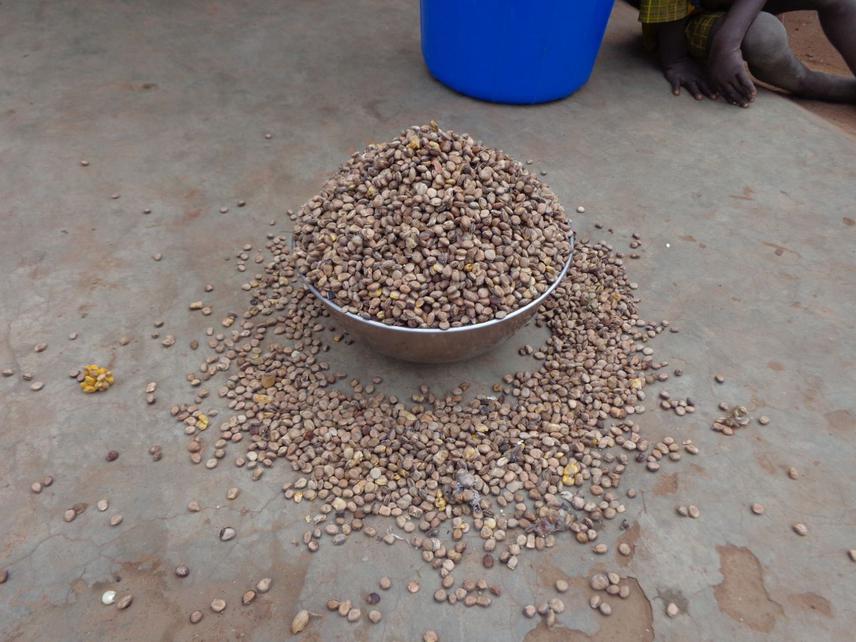 Maketing tools with P. biglobosa seeds.