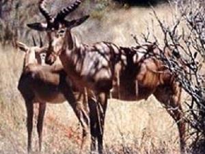 An adult male and sub-adult female Hirola Antelope on a recently burnt livestock grazing site.