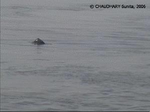 An adult dolphin diving in the southern section of the Koshi Barrage, Nepal