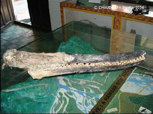 Snout of a poached Ganges Dolphin in the Koshi River, Nepal.