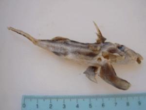 One-year old Callorhinchus callorhynchus predated by a Sparidae, a common specie in the coast zone (from surface to 80m deep).