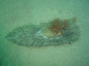 Egg case with embryos of Callorhinchus callorhynchus on sea bed in egg laying zone. Sand bottom.