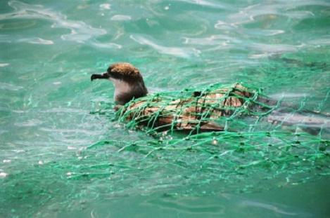 Great Shearwater (Puffinus gravis) incidentally captured when the fishermen.
