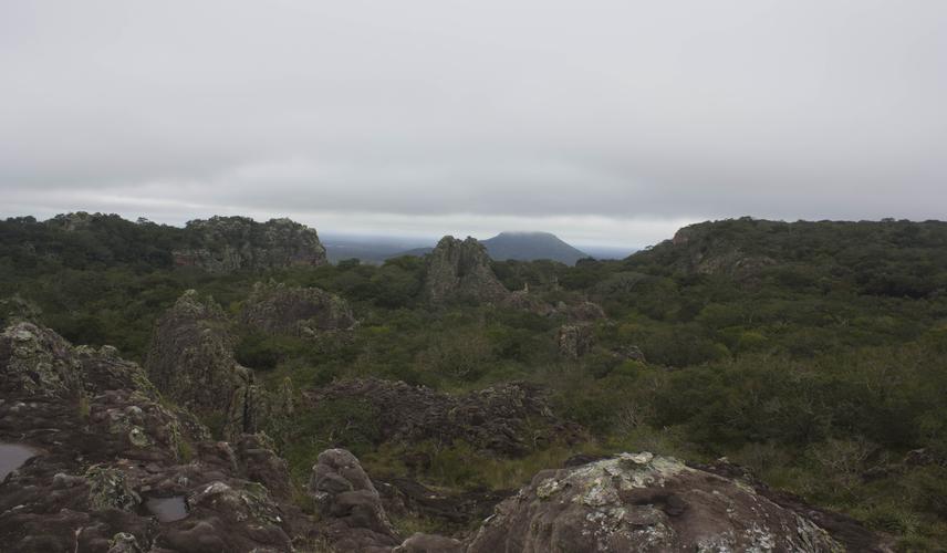 Tropical Dry Forests of Bolivia, Santa Cruz Province.