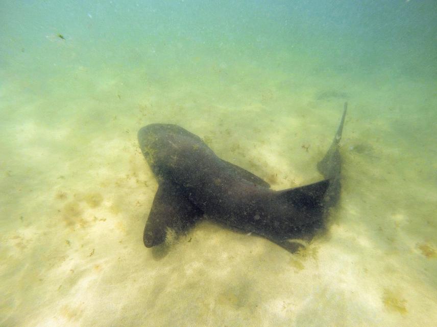 Nurse shark. © FMB.