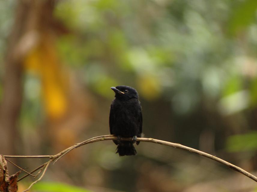 Juvenile Drongo.