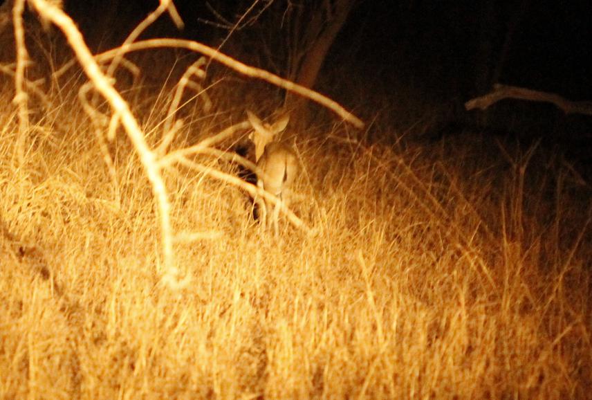 Small mammals like Common duiker often found in such grassy habitats within mopane woodlands are the most commonly used bush meat species by local communities.