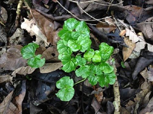 C.canephora saplings. © Ajith Asokan.