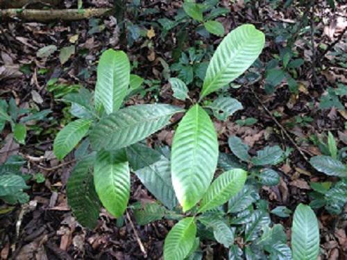 C.canephora seedlings. © Ajith Asokan.