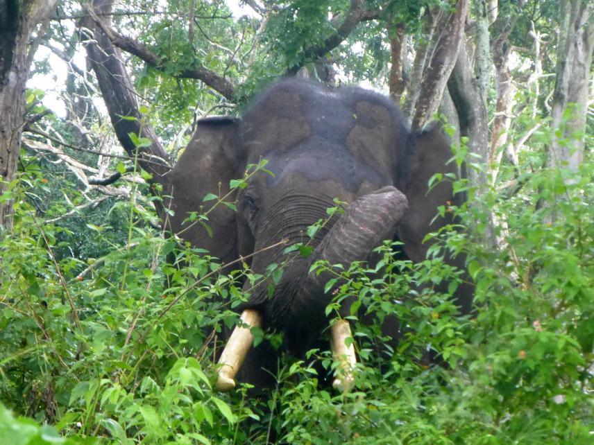 Elephant in Lantana.