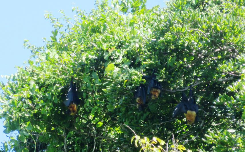 Madagascar Flying fox ( Pterofus rufus) © Erika Rakotomalala Belotto