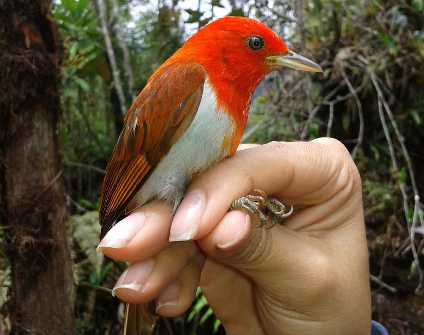 An individual of C salmoni.
