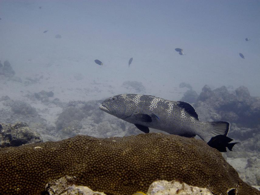 Squaretail grouper. © Shreya Yadav