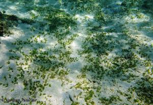 Dugong Feeding Trails at Neil Island, Andaman Islands. © Vardhan Patankar