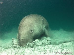 Dugong Feeding at Neil Island. © Vardhan Patankar.