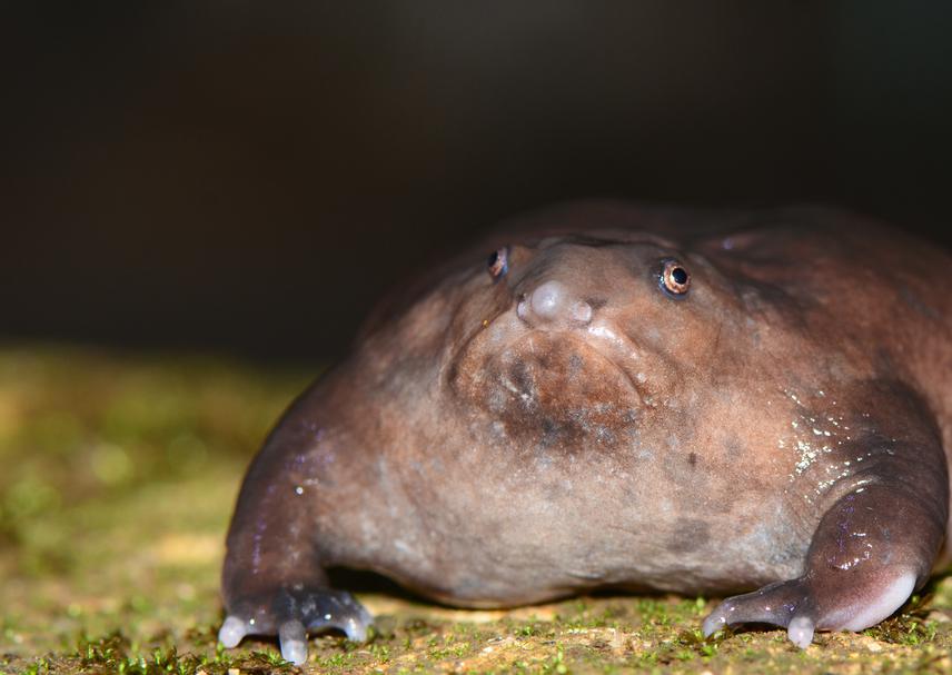 Indian purple frog.