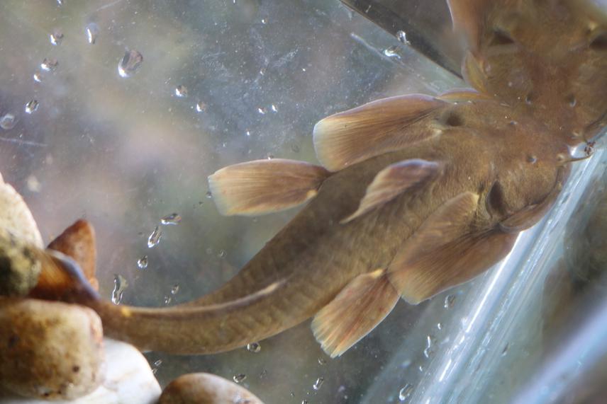 Cruetochilogranis