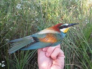 European Bee-eater.