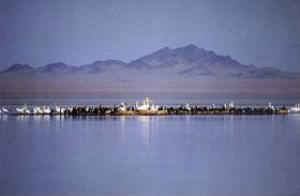 Pelican nesting in Airag Lake in 1998