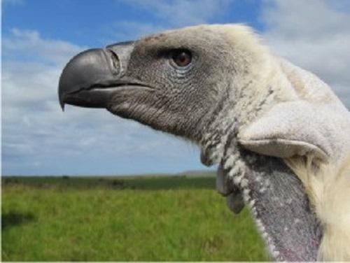 Vulture.