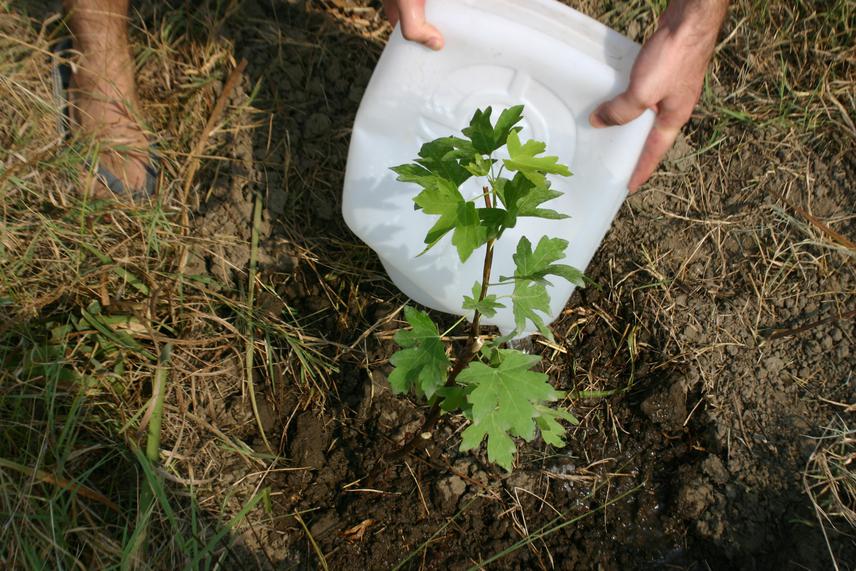 A newly planted anatolian sweetgum tree sapling. ©Okan Urker.