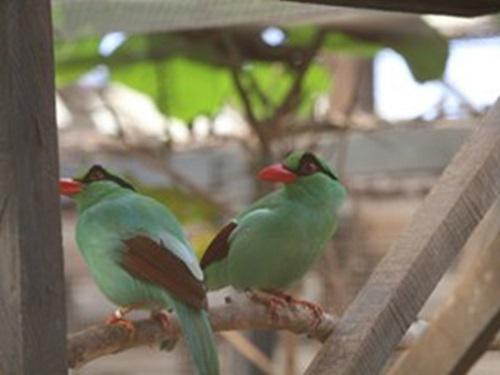 Javan Green Magpies in Cikananga Conservation Breeding Centre.