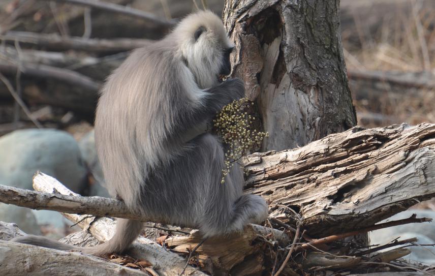 Langur feeding on seeds of Rhus succedanea.
