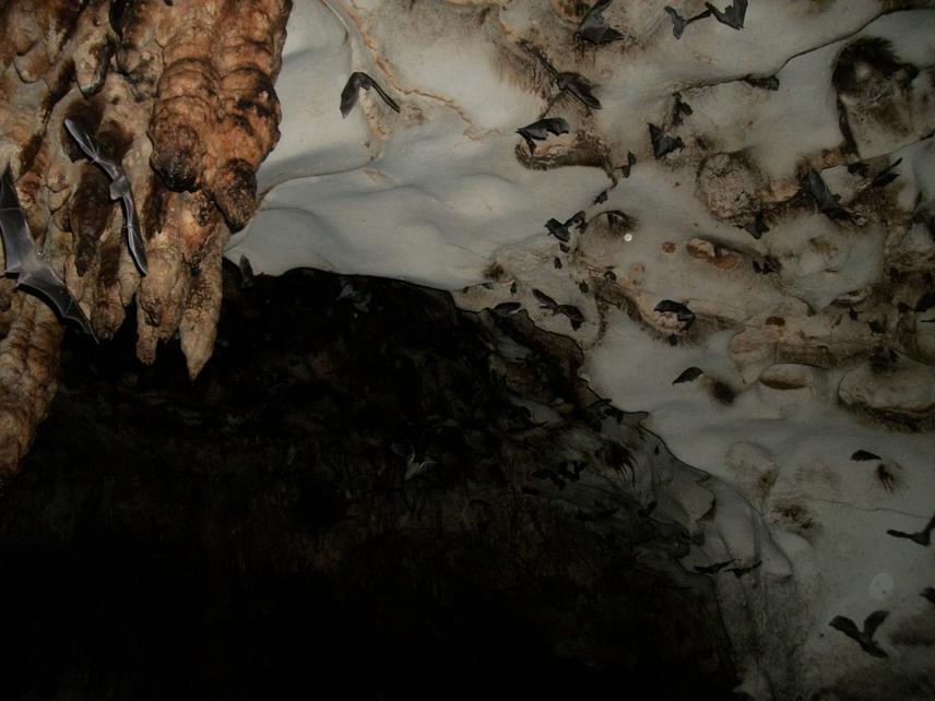 Bat evening exodus.