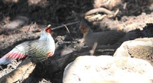 Blood pheasant male and female.