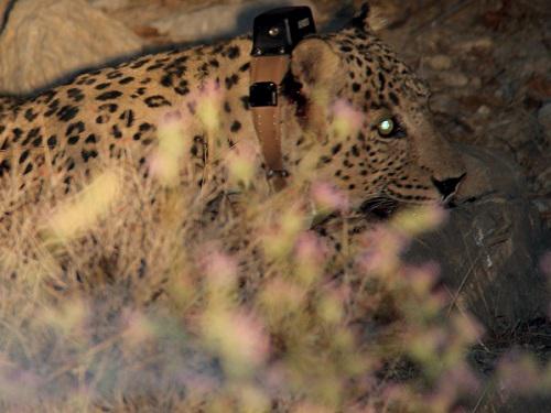 © A. Moharrami/WildCru/ICS/Panthera.