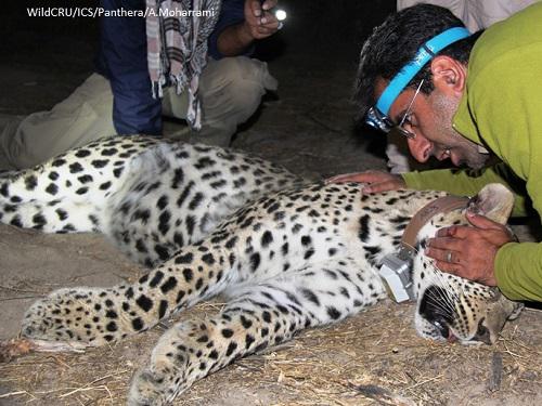 © A. Moharrami/WildCru/ICS/Panthera.