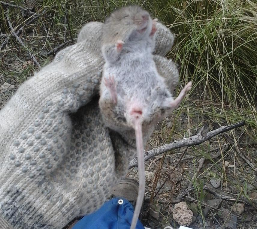 Female of Calomys sp.